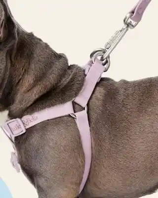 Petvalu Bailey & Bella Waterproof Step-in Dog Harness offer