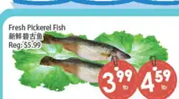 Fresh Palace Supermarket Fresh Pickerel Fish offer