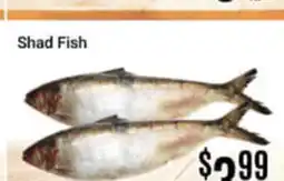 Nations Fresh Foods Shad Fish offer