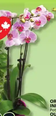 IGA ORCHID OR HANGING TROPICAL PLANT offer
