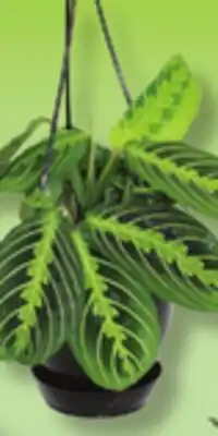 IGA LES INDISPENSABLES HANGING PLANT offer