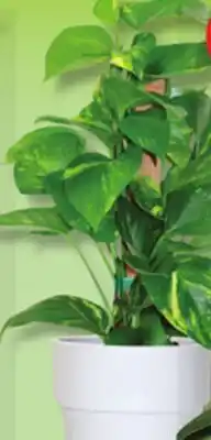 IGA CLIMBING PLANT offer