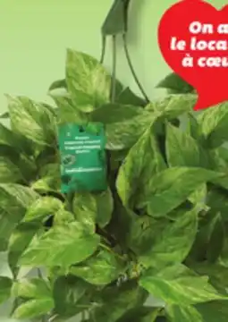 IGA LES INDISPENSABLES HANGING TROPICAL PLANT offer