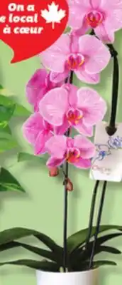 IGA INFUSED ORCHID offer