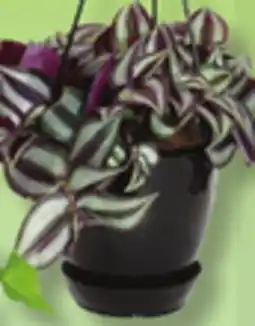 IGA ORCHID OR HANGING PLANT offer