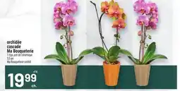 Metro ORCHIDÉE CASCADE MA BOUQUETERIE | MA BOUQUETERIE ORCHID offer