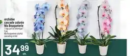 Metro ORCHIDÉE CASCADE COLORÉE MA BOUQUETERIE | MA BOUQUETERIE COLORFUL CASCADING ORCHID offer