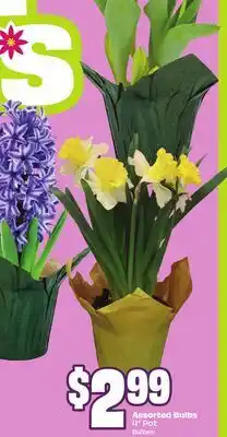 FreshCo Assorted Bulbs 4 Pot Bulbes offer