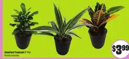FreshCo Assorted Tropicals 4 Pot Plantes tropicales offer