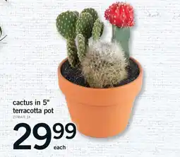 Fortinos CACTUS IN 5 TERRACOTTA POT offer