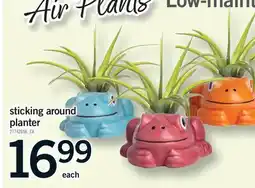 Fortinos STICKING AROUND PLANTER offer