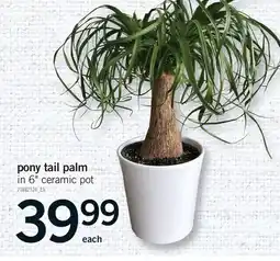Fortinos PONY TAIL PALM IN 6 CERAMIC POT offer