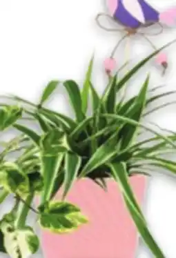 Metro FOLIAGE PLANTS offer