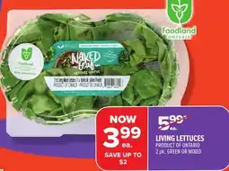 Metro LIVING LETTUCES offer