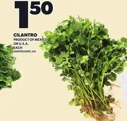 Loblaws CILANTRO offer