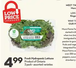 Longo's Fresh Hydroponic Lettuce offer