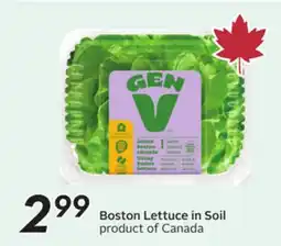 Sobeys Boston Lettuce in Soil offer