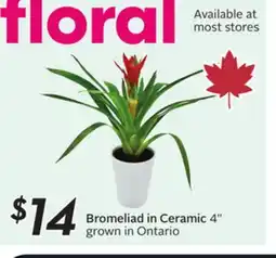 Sobeys Bromeliad in Ceramic offer