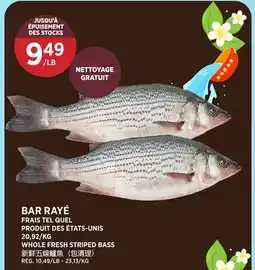 Kim Phat WHOLE FRESH STRIPED BASS offer