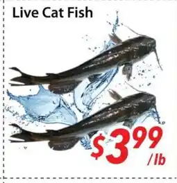 Bestco Food Mart Live Cat Fish offer