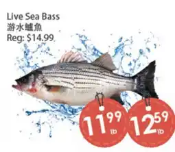 Fresh Palace Supermarket Live Sea Bass offer