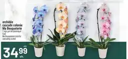 Metro ORCHIDÉE CASCADE COLORÉE MA BOUQUETERIE | MA BOUQUETERIE COLORFUL CASCADING ORCHID offer
