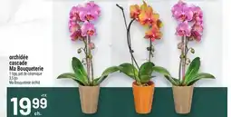 Metro ORCHIDÉE CASCADE MA BOUQUETERIE | MA BOUQUETERIE ORCHID offer