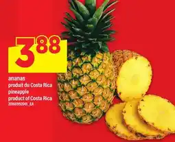 Maxi ANANAS | PINEAPPLE offer