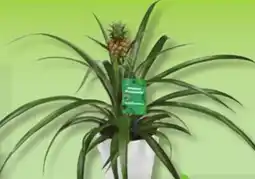 IGA PINEAPPLE offer