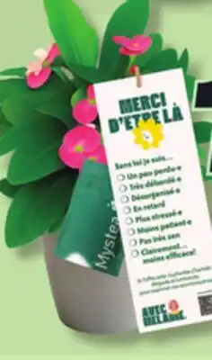 IGA AZALEA PLANT offer