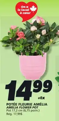IGA AMELIA FLOWER POT offer
