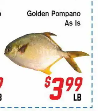 Golden Pompano As Is