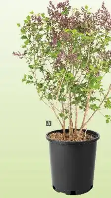 Home Depot Assorted lilacs offer