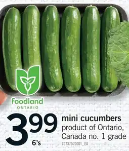 Fortinos MINI CUCUMBERS, 6'S offer