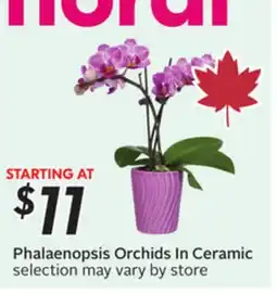 Sobeys Phalaenopsis Orchids In Ceramic offer