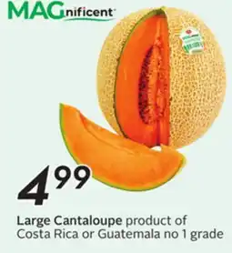 Sobeys Large Cantaloupe offer