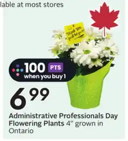 Sobeys Administrative Professionals Day Flowering Plants offer