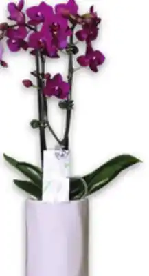 Metro DELIGHTFUL ORCHIDS offer