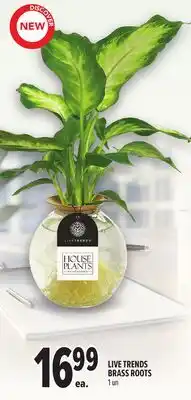 Metro LIVE TRENDS BRASS ROOTS offer