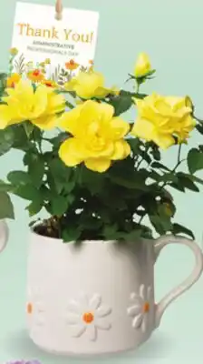 Metro BLOOMING ASSORTED 4 DAISY MUG offer