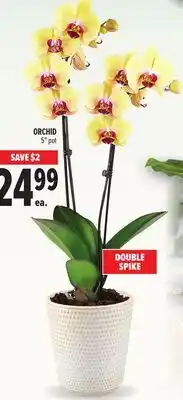 Metro ORCHID offer