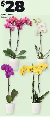 Loblaws 5 INCH ORCHID offer