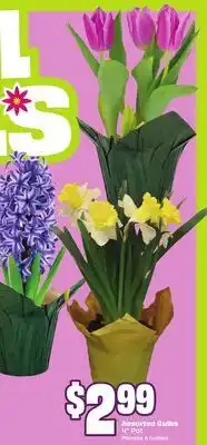 FreshCo Assorted Bulbs 4 Pot offer