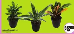 FreshCo Assorted Tropicals 4 Pot offer