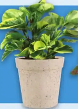 Metro FOLIAGE PLANTS offer