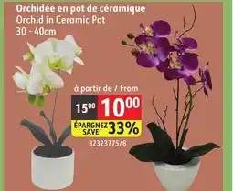 Sushi Shop Orchid in Ceramic Pot offer