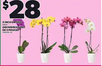 Independent City Market 5 INCH ORCHID offer