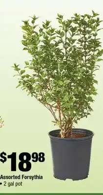 Home Depot Assorted forsythia offer