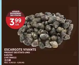 Kim Phat LIVE SNAILS offer