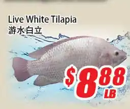 WinCo Food Mart Live White Tilapia offer